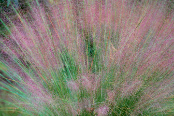 Pink Pampas Grass, Full Bloom with Green Stems