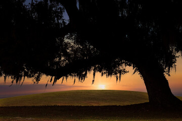 Sun Setting Behind a Large Mature Oak Tree
