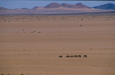 wild horses in scenic Namib desert
