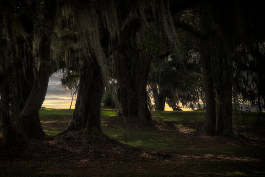 Dark Forest Trees with the Glow of a Sunset in the Horizon