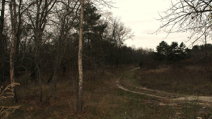 Wild path in autumn evening park
