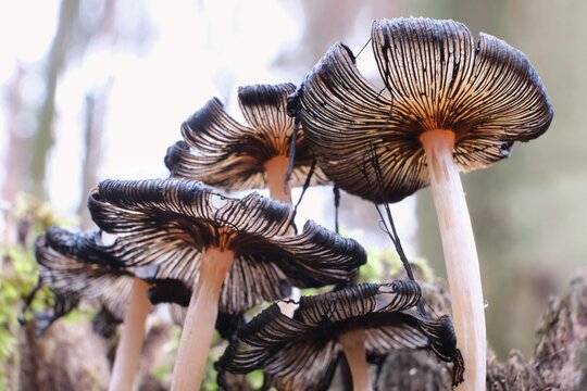 Close up of group of mushrooms Parasola auricoma (goldenhaired inkcap, umbrella mushroom) in forest
