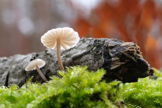 Close up little mushrooms Marasmius rotula (collared parachute mushroom, pinwheel mushroom) growing in forest
