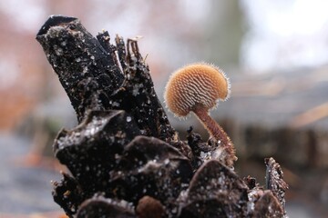 Little mushroom Auriscalpium vulgare (Earpick fungus, Pinecone mushroom, Cone tooth, Pinecone tooth mushroom) growing on cone in mushroom