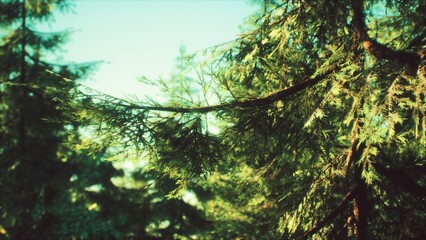 Lush green branches stretch towards the bright blue sky, enveloping the forest in a tranquil glow. Sunlight filters through, illuminating the vibrant foliage and creating a peaceful retreat.