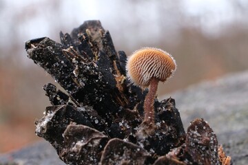Little mushroom Auriscalpium vulgare (Earpick fungus, Pinecone mushroom, Cone tooth, Pinecone tooth mushroom) growing on cone in mushroom