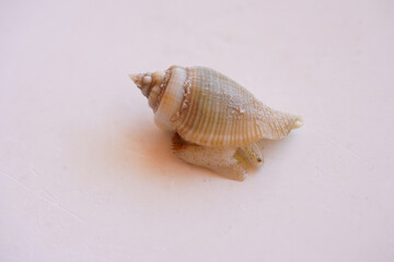 Macro shot of a living specimen of a poisonous cone snail from the west coast of the Red Sea in Egypt. The Conus sea snail crawls out of its shell to turn it away from the light.