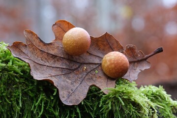 Close up of two oak apples or oak galls on leaf of oak tree in forest. An insect larva develops inside the gall.