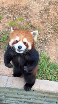 Two red panda are cheerful look like amazing.