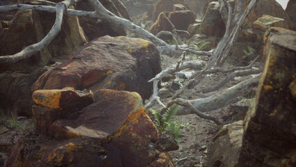 Moss covered rocks, twisted branches, and ferns create a mystical atmosphere in a serene landscape. Soft fog envelops the area, enhancing the enchanting beauty of nature at dawn.