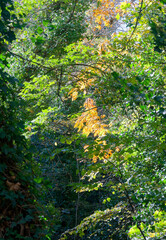 Autumn landscape in National Botanical Garden of Georgia.