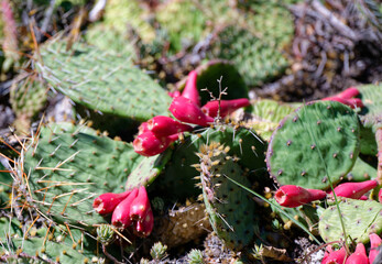 Prickly pear (Opuntia) in National Botanical Garden of Georgia.
