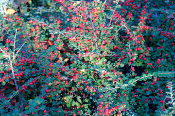Autumn landscape in National Botanical Garden of Georgia.