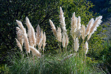 Autumn landscape in National Botanical Garden of Georgia.