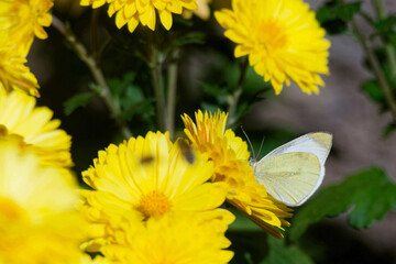 Large white (Pieris brassicae)