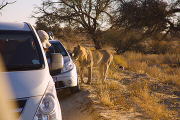 lion very close to a tourist car 909