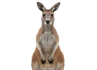 Kangaroo Standing Upright Portrait on White Backdrop - Australian Wildlife on white background Isolated on Transparent Background
