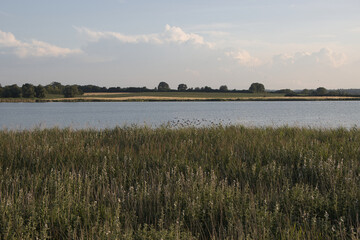 Weite Landschaft am Sehlendorfer Binnensee (Vogelschutzgebiet) im Sommer