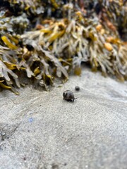snail and algae