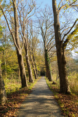 A long pathway covered with autumn leaves, lined with tall trees glowing in golden sunlight. Taken in a Dutch forest, this peaceful scene symbolizes calmness, walking in nature, and seasonal change