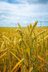 Closeup of ripe Soft Wheat on Field on a perfect Summer Day with blue Sky and white Clouds; Copy Space