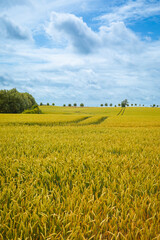 Yellow Field of ripe Soft Wheat on a perfect Summer Day with blue Sky and white Clouds; Copy Space; Concept for Agriculture and Food Industry