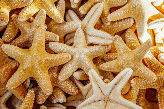 Dry yellowish-orange sea stars piled together. Marine texture background from ocean shells collection. Textured starfish for sale at street market. Souvenirs from Greece