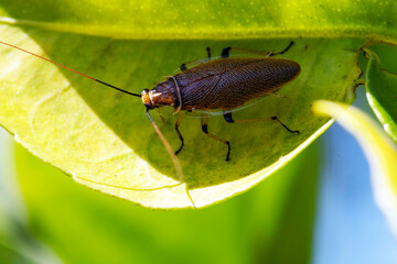 Australian Bush Cockroach (Ellipsidion humerale)