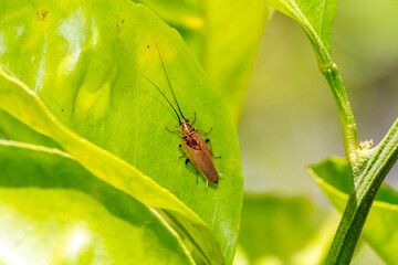 Australian Bush Cockroach (Ellipsidion humerale)