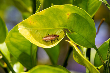 Australian Bush Cockroach (Ellipsidion humerale)
