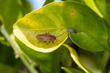Australian Bush Cockroach (Ellipsidion humerale)