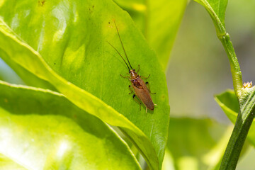 Australian Bush Cockroach (Ellipsidion humerale)