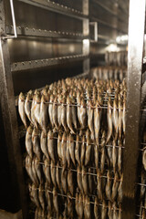 Detailed view of gutted mackerel hanging by the tail on metal skewers inside a smokehouse. Fish are aligned symmetrically for even smoking.