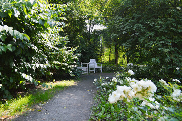 Peaceful Garden Pathway. Charming garden corner featuring white painted wooden bench beside lush white rose bushes and ornamental black lamp post.