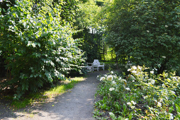 Peaceful Garden Pathway. Charming garden corner featuring white painted wooden bench beside lush white rose bushes and ornamental black lamp post.