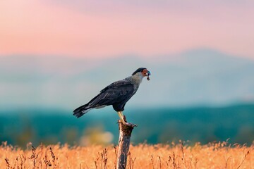 Majestic Caracara Perched in Golden Hour Landscape