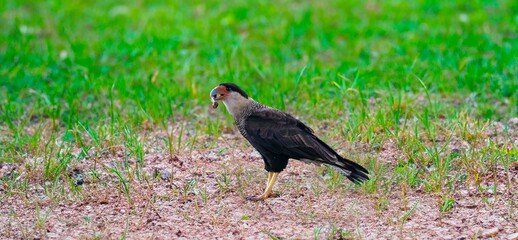 Northern Caracara Foraging in a Grassy Field