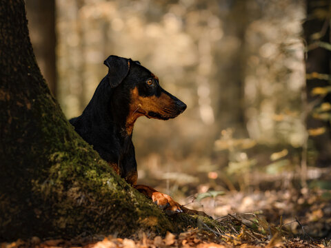 A profile portrait of a black and tan German Pinscher lying behind a tree trunk in a pine grove
