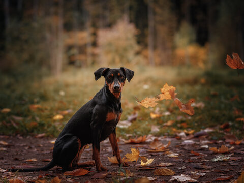 A black and tan German Pinscher sits against a backdrop of an autumn forest with falling leaves