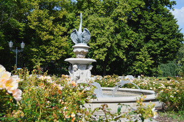 Fountain Among Blooming Roses. A decorative stone fountain with sculpted cherub-like figures pours clear streams of water into a circular basin, surrounded by blooming roses and greenery