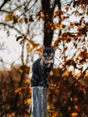 Cat sitting on fence post