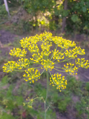 Flowering dill umbrella in selective focus, detailed yellow blossoms against a soft blurred background of soil and green leaves, summer garden atmosphere.