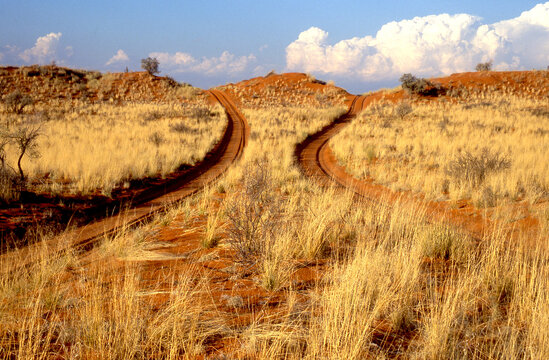 red sand paths over the dunes of the Kalahari 736