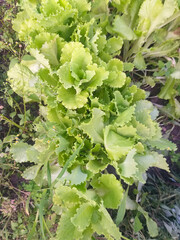 Fresh green lettuce growing in a garden bed, top view.