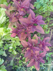Amaranth in a summer garden, purple leaves in focus, blurred green foliage in the background