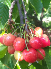 A cluster of ripe cherries hanging from a branch with green leaves in the background, summer scene.