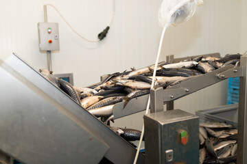 Close-up image of fresh mackerel fish moving on a stainless steel conveyor system inside a fish processing facility. Industrial seafood production and fish sorting in progress.