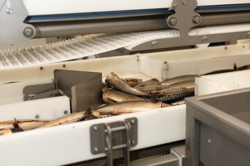 Mackerel fish being sorted on an automated white conveyor line at a seafood processing facility....