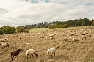 A flock of sheep in the pasture with many different sheep eating. A forest in the background.