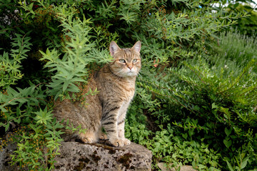 small brown tabby cat sitting on stones surrounded by a bush